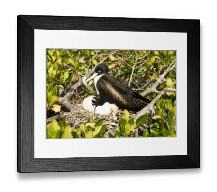 Framed Print : Central America, Ecuador Framed Print : Central America, Ecuador