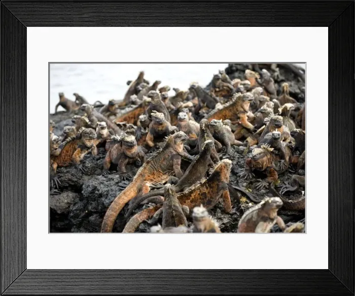 Framed Print : South America, Ecuador, Galapagos Isands, Marine Iguana on Espanola Island Framed Print : South America, Ecuador, Galapagos Isands, Marine Iguana on Espanola Island