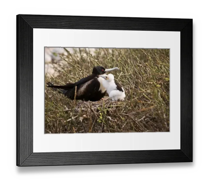 Framed Print : Central America, Ecuador Framed Print : Central America, Ecuador