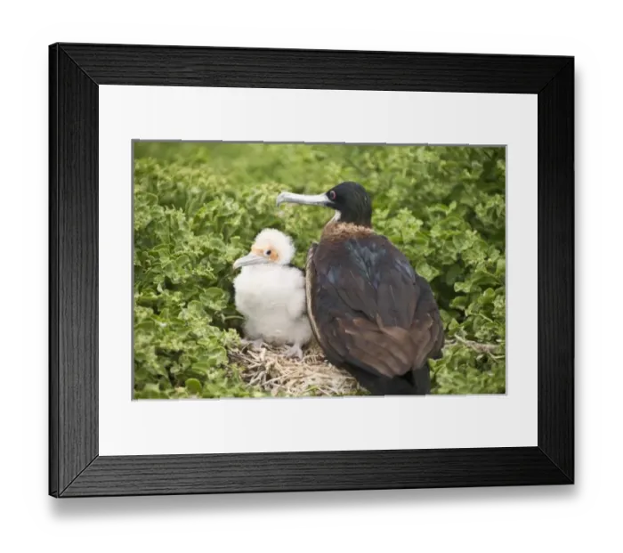 Framed Print : Central America, Ecuador Framed Print : Central America, Ecuador