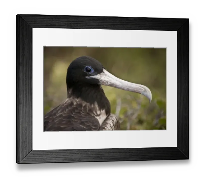 Framed Print : Central America, Ecuador Framed Print : Central America, Ecuador