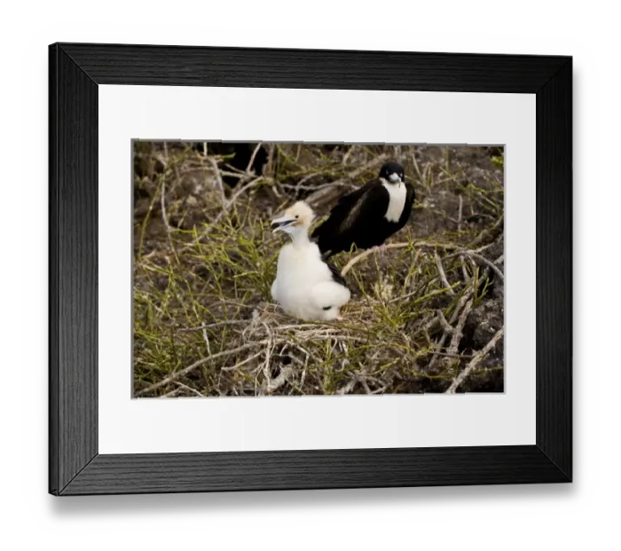 Framed Print : Central America, Ecuador Framed Print : Central America, Ecuador
