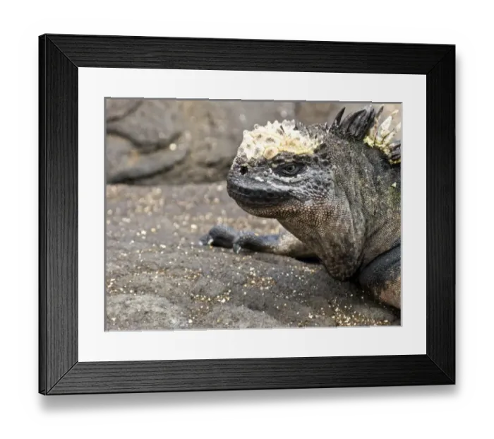 Framed Print : South America, Ecuador, Galapagos Isands, Marine Iguana on Espanola Island