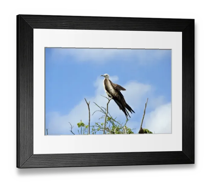 Framed Print : South America, Ecuador, Galapagos Islands, Magnificent Frigatebird, Juvenile, Genovesa