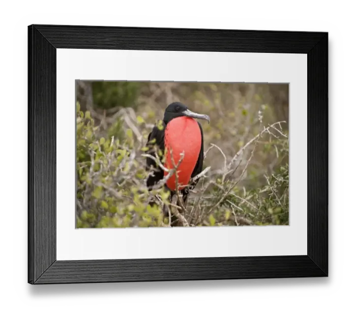 Framed Print : Central America, Ecuador