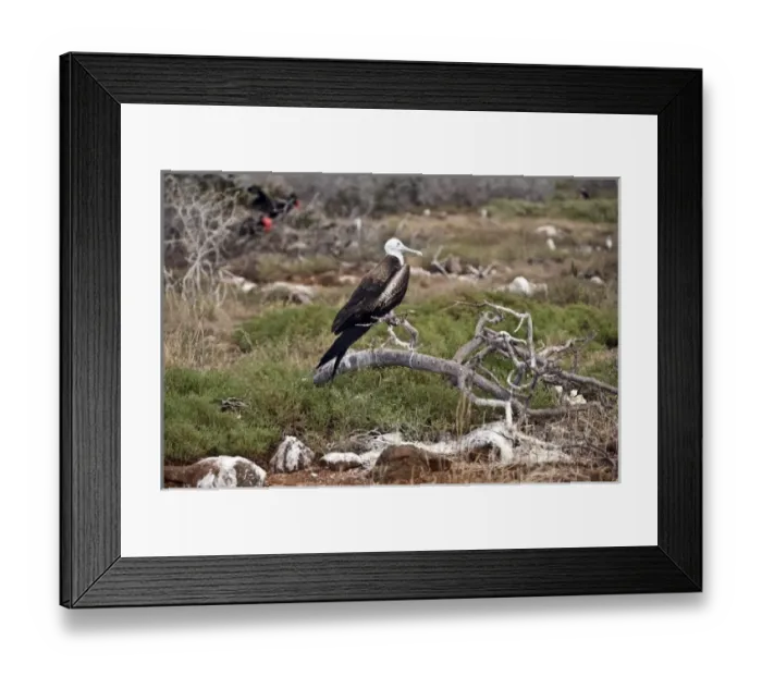 Framed Print : Central America, Ecuador Framed Print : Central America, Ecuador