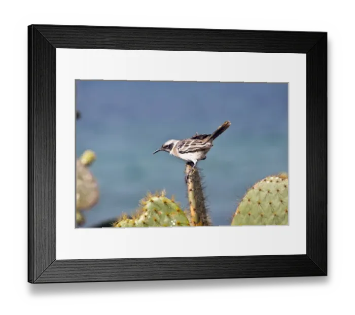 Framed Print : South America, Ecuador, Galapagos Islands, Chatham Mockingbird perched on Cactus