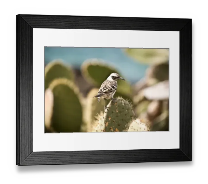 Framed Print : Central America, Ecuador