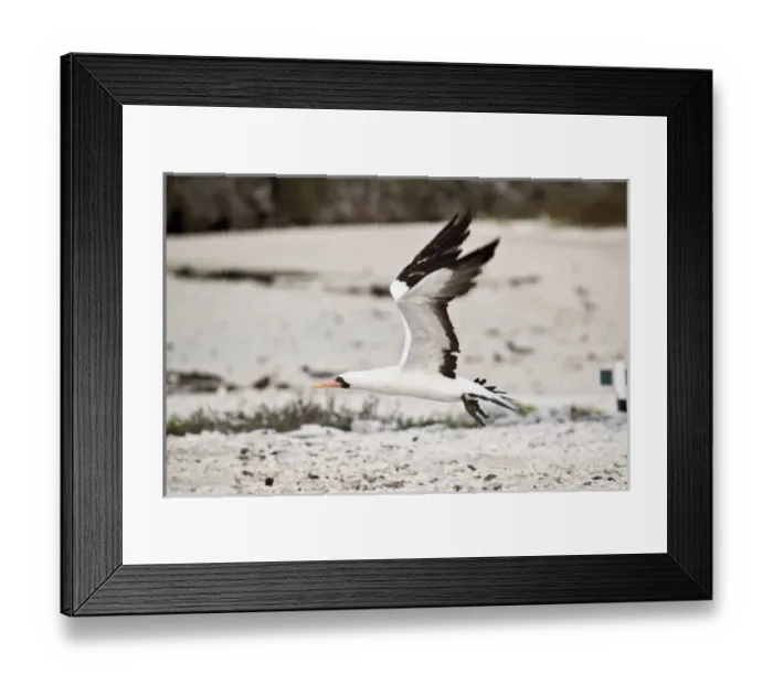 Framed Print : South America, Ecuador, Galapagos Islands, Nazca Booby on Genovesa Island, only black