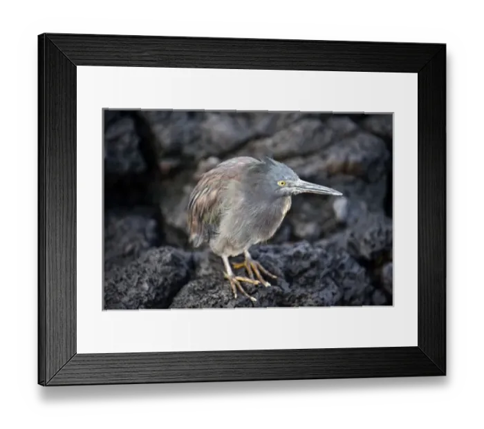 Framed Print : South America, Ecuador, Galapagos Islands, Lava (Galapagos) Heron in coastal location