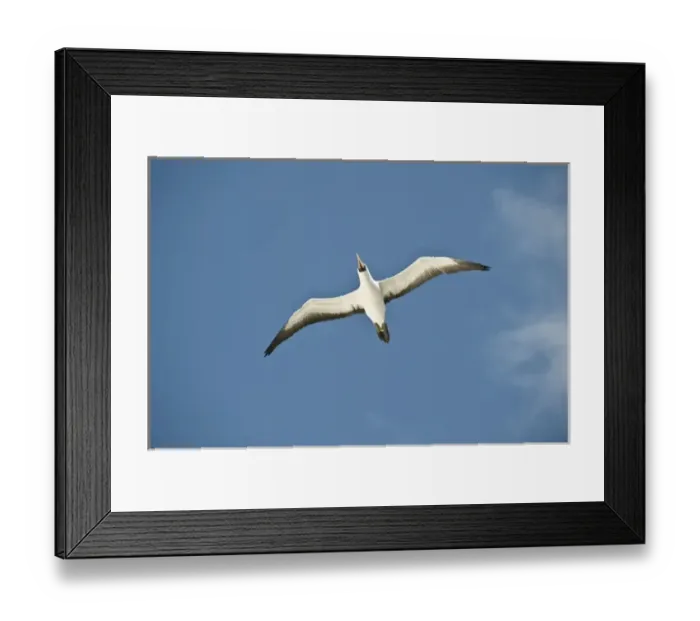 Framed Print : South America, Ecuador, Galapagos Islands, Nazca Booby on Genovesa Island, only black