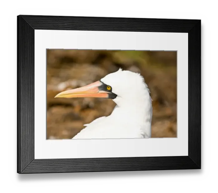 Framed Print : South America, Ecuador, Galapagos Islands, Nazca Booby on Genovesa Island, only black Framed Print : South America, Ecuador, Galapagos Islands, Nazca Booby on Genovesa Island, only black