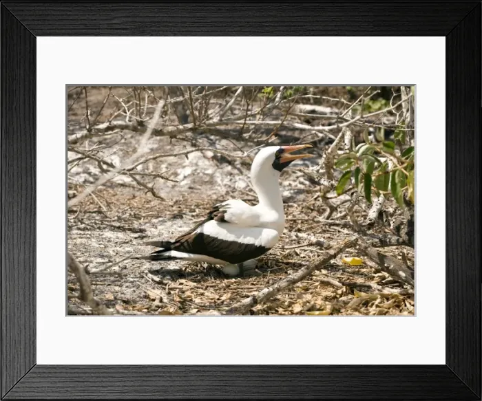Framed Print : Central America, Ecuador Framed Print : Central America, Ecuador