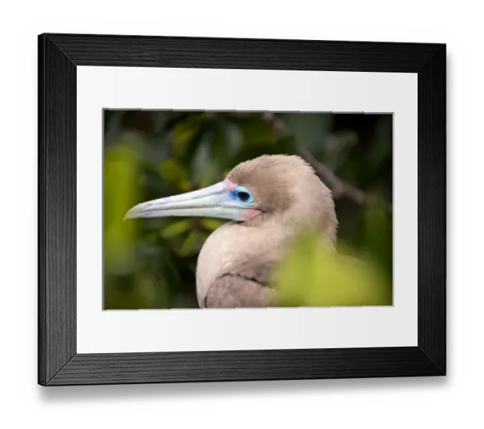 Framed Print : Central America, Ecuador Framed Print : Central America, Ecuador