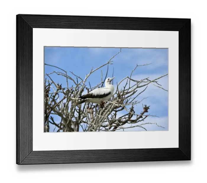 Framed Print : South America, Ecuador, Galapagos Islands, Red-footed Booby, white colour form on Genovesa Island Framed Print : South America, Ecuador, Galapagos Islands, Red-footed Booby, white colour form on Genovesa Island