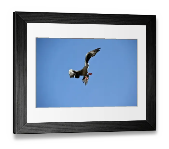 Framed Print : South America, Ecuador, Galapagos Islands, Red-footed Booby, brown colour form Framed Print : South America, Ecuador, Galapagos Islands, Red-footed Booby, brown colour form