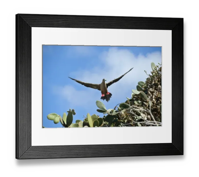 Framed Print : South America, Ecuador, Galapagos Islands, Red-footed Booby, brown colour form Framed Print : South America, Ecuador, Galapagos Islands, Red-footed Booby, brown colour form