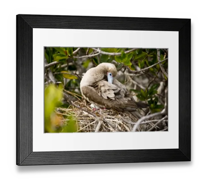 Framed Print : Central America, Ecuador Framed Print : Central America, Ecuador