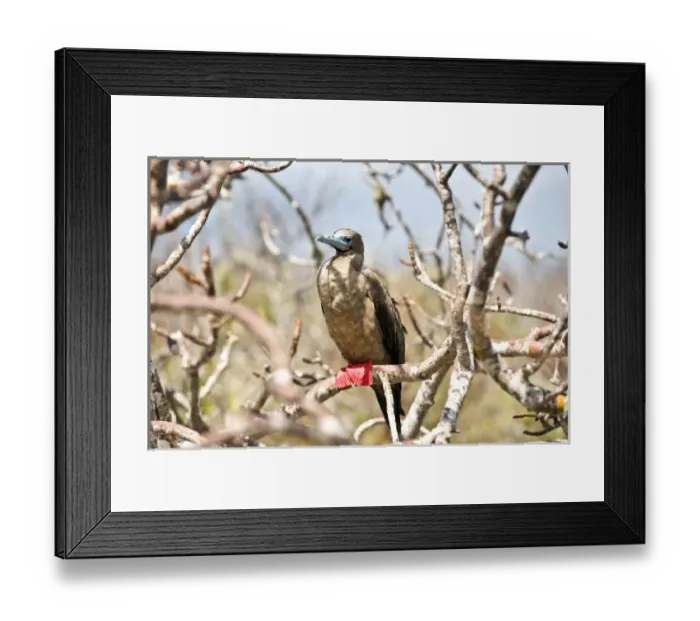 Framed Print : Central America, Ecuador Framed Print : Central America, Ecuador