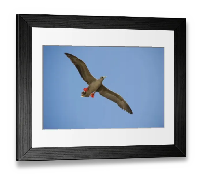 Framed Print : South America, Ecuador, Galapagos Islands, Red-footed Booby, brown colour form Framed Print : South America, Ecuador, Galapagos Islands, Red-footed Booby, brown colour form