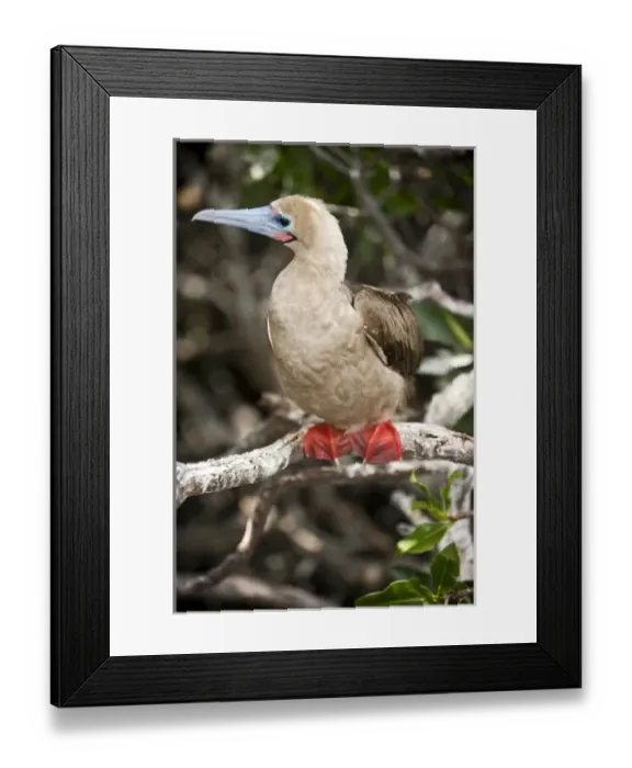 Framed Print : South America, Ecuador, Galapagos Islands, Red-footed Booby, white colour form on Genovesa Island Framed Print : South America, Ecuador, Galapagos Islands, Red-footed Booby, white colour form on Genovesa Island