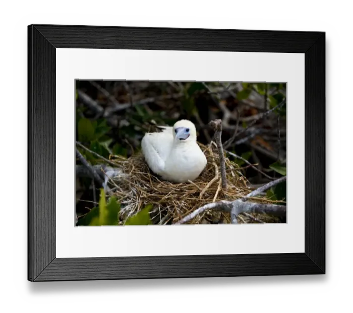 Framed Print : South America, Ecuador, Galapagos Islands, Red-footed Booby, white colour form Framed Print : South America, Ecuador, Galapagos Islands, Red-footed Booby, white colour form