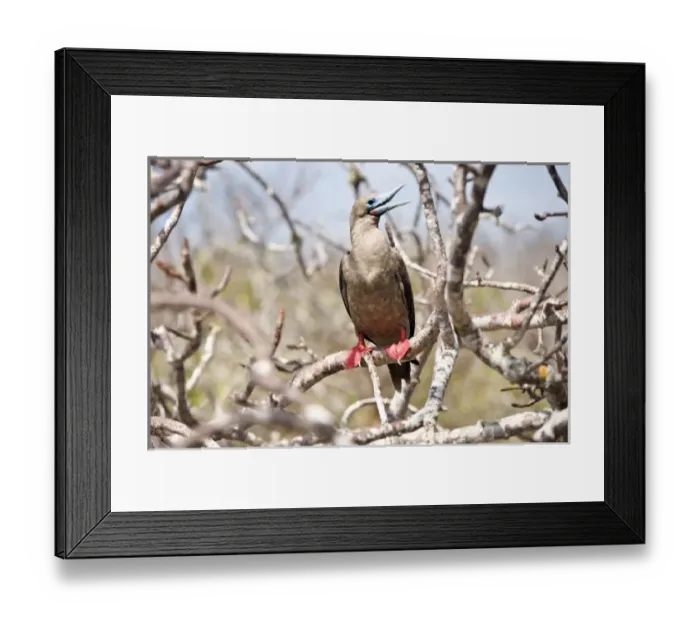 Framed Print : Central America, Ecuador Framed Print : Central America, Ecuador