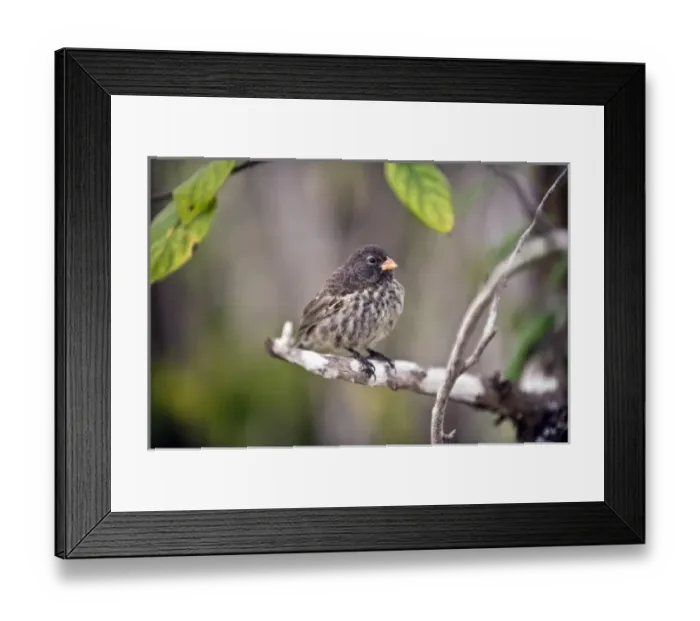 Framed Print : Central America, Ecuador Framed Print : Central America, Ecuador
