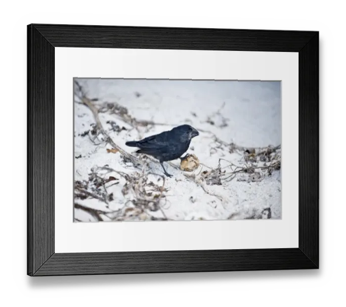 Framed Print : South America, Ecuador, Galapagos Islands, Large Ground Finch, Male, feeding on ground