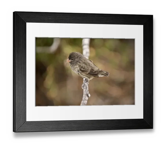 Framed Print : South America, Ecuador, Galapagos Islands, Small Ground Finch, Female, perched