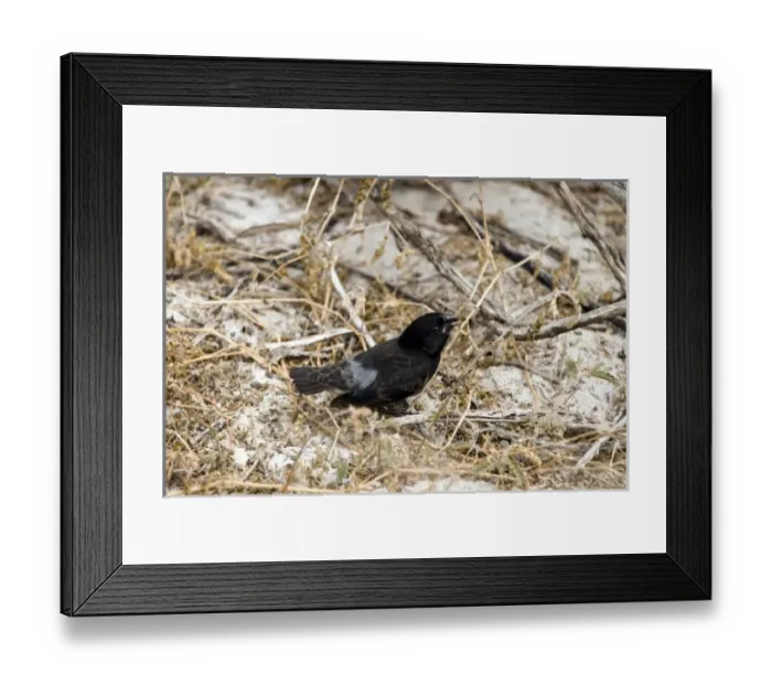 Framed Print : Central America, Ecuador Framed Print : Central America, Ecuador