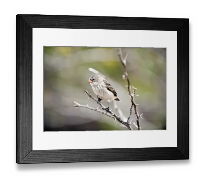 Framed Print : Central America, Ecuador Framed Print : Central America, Ecuador