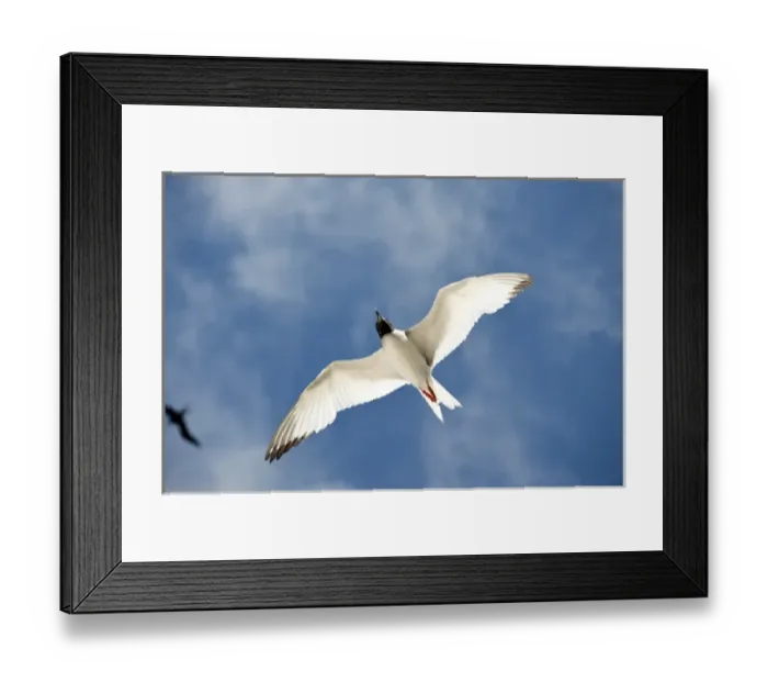 Framed Print : South America, Ecuador, Galapagos Islands, Swallow-tailed Gull flying near Genovesa Framed Print : South America, Ecuador, Galapagos Islands, Swallow-tailed Gull flying near Genovesa