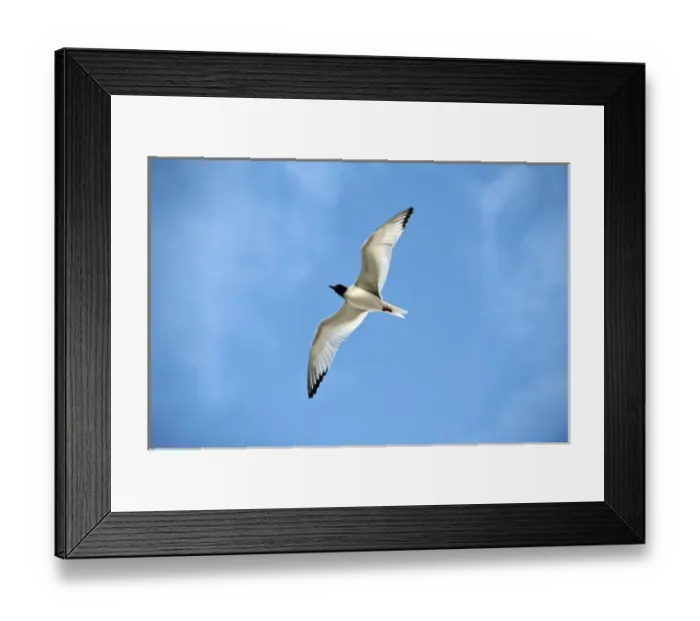 Framed Print : South America, Ecuador, Galapagos Islands, Swallow-tailed Gull flying near Genovesa Framed Print : South America, Ecuador, Galapagos Islands, Swallow-tailed Gull flying near Genovesa