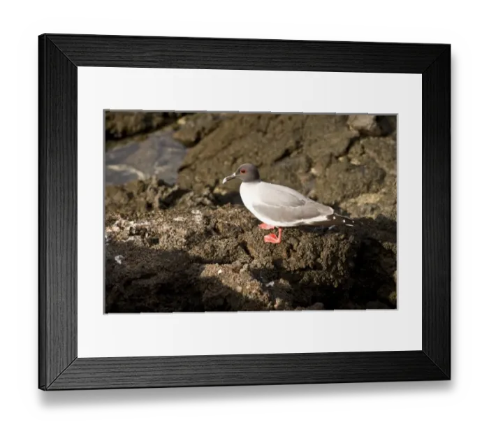 Framed Print : South America, Ecuador, Galapagos Islands, Swallow-tailed Gull, Genovesa Island Framed Print : South America, Ecuador, Galapagos Islands, Swallow-tailed Gull, Genovesa Island