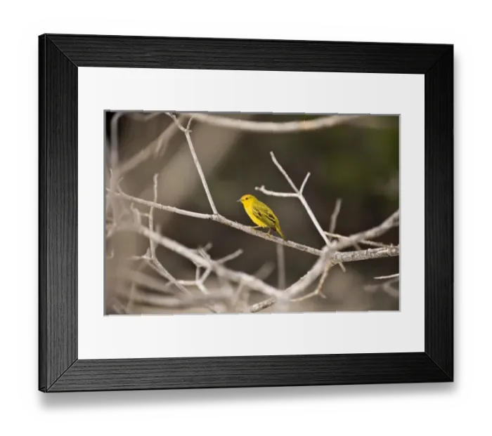 Framed Print : South America, Ecuador, Galapagos Islands, Yellow Warbler, male, perched on branch