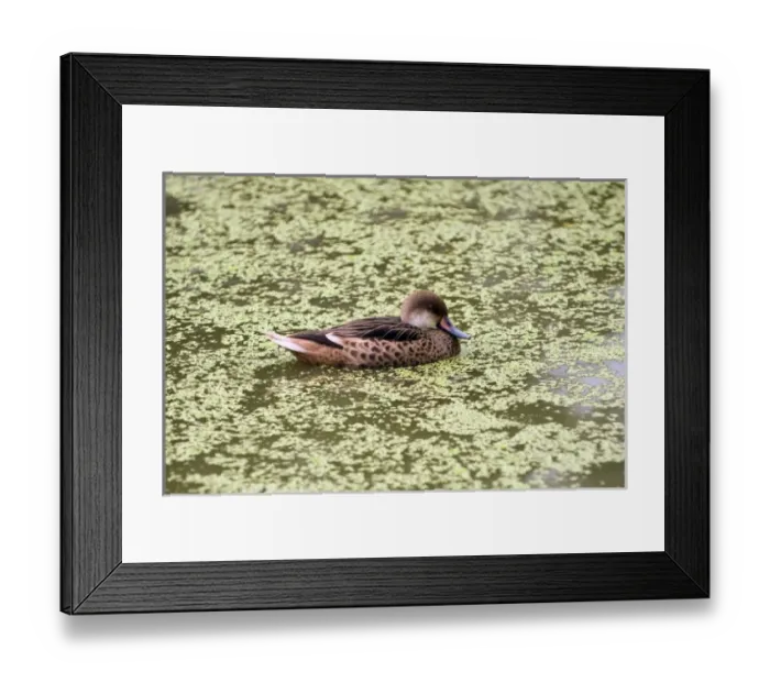 Framed Print : Central America, Ecuador Framed Print : Central America, Ecuador