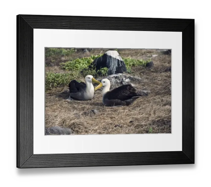 Framed Print : Central America, Ecuador Framed Print : Central America, Ecuador