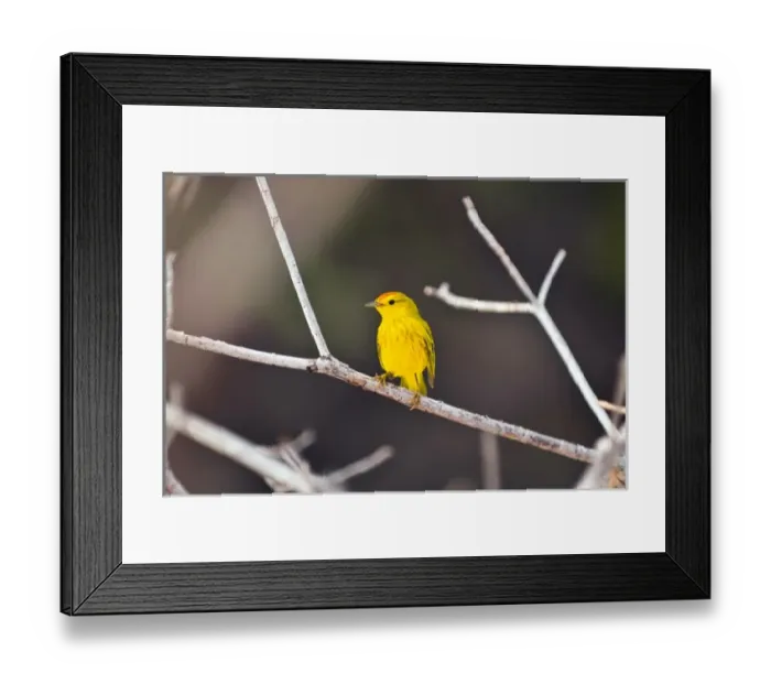 Framed Print : Central America, Ecuador Framed Print : Central America, Ecuador