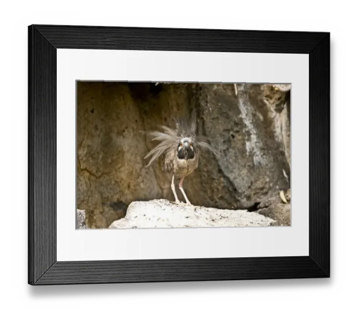 Framed Print : South America, Ecuador, Galapagos Islands, Yellow-crowned Night Heron displaying Framed Print : South America, Ecuador, Galapagos Islands, Yellow-crowned Night Heron displaying