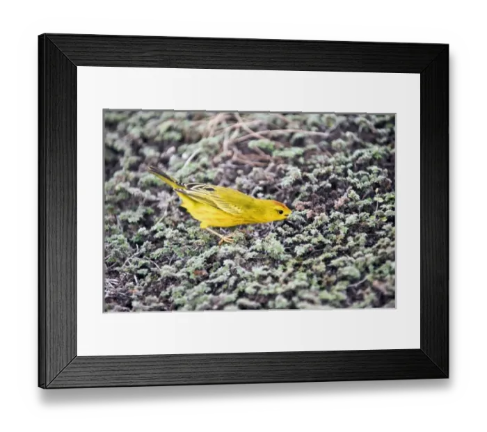 Framed Print : Central America, Ecuador Framed Print : Central America, Ecuador