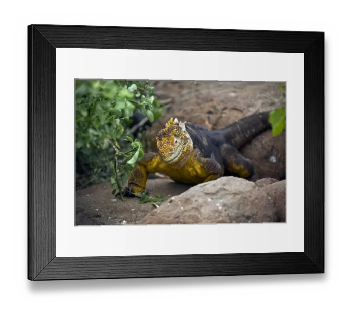 Framed Print : Central America, Ecuador Framed Print : Central America, Ecuador