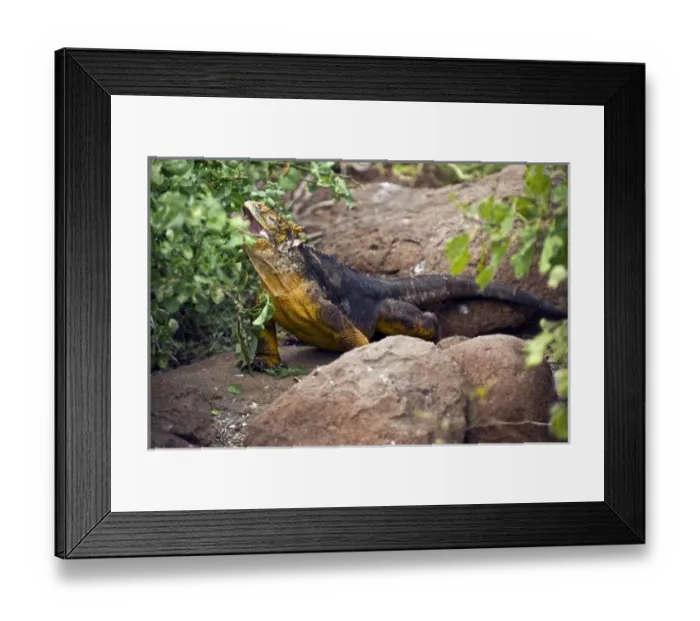 Framed Print : Central America, Ecuador Framed Print : Central America, Ecuador