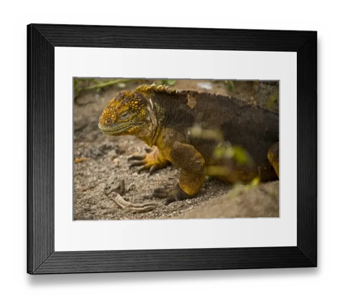 Framed Print : Central America, Ecuador