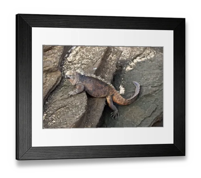 Framed Print : Central America, Ecuador Framed Print : Central America, Ecuador