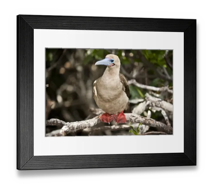 Framed Print : South America, Ecuador, Galapagos Islands, Red-footed Booby, white colour form on Genovesa Island
