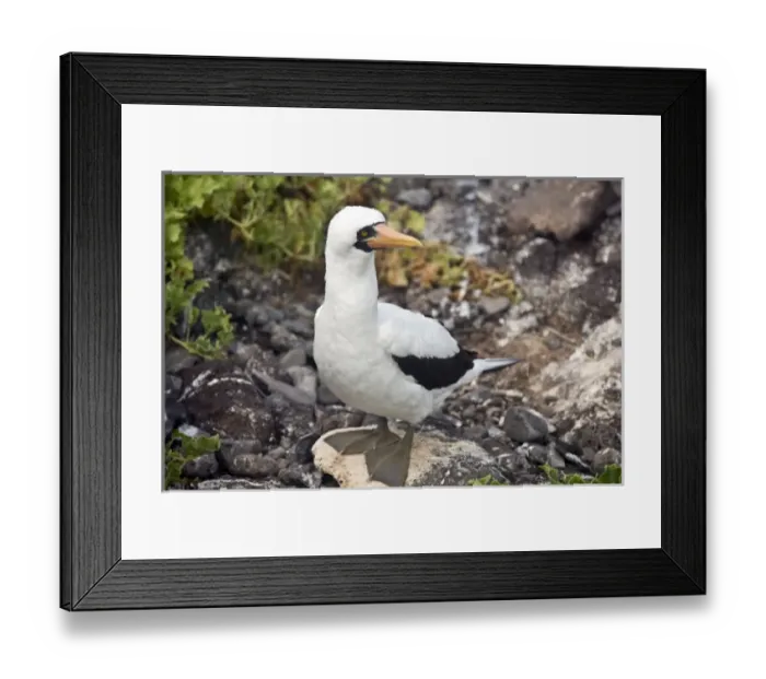 Framed Print : Central America, Ecuador Framed Print : Central America, Ecuador