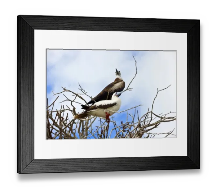 Framed Print : South America, Ecuador, Galapagos Islands, Red-footed Booby, white colour form on Genovesa Island Framed Print : South America, Ecuador, Galapagos Islands, Red-footed Booby, white colour form on Genovesa Island
