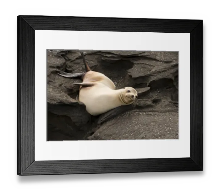 Framed Print : South America, Ecuador, Galapagos Is. Galapagos Sea Lion on North Seymour Island Framed Print : South America, Ecuador, Galapagos Is. Galapagos Sea Lion on North Seymour Island