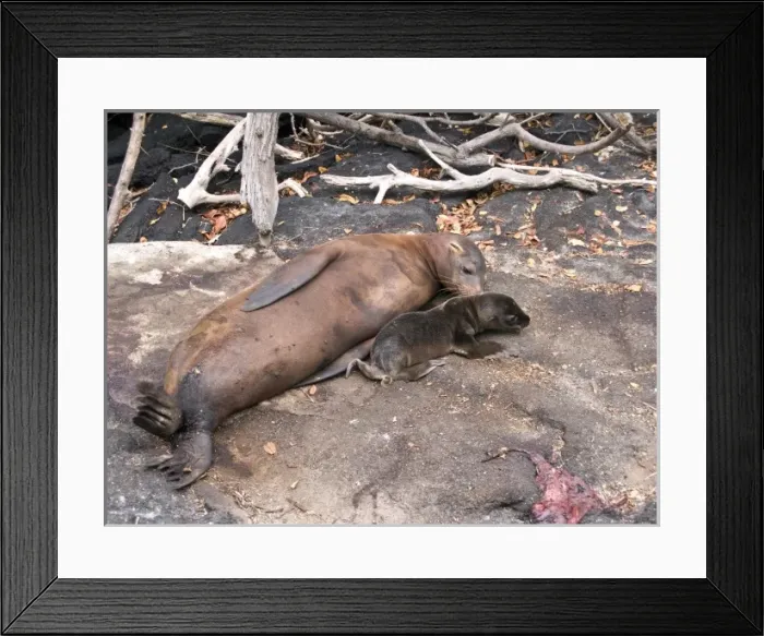 Framed Print : South America, Ecuador, Galapagos Is. Galapagos Sea Lion, newly born pup, placenta Framed Print : South America, Ecuador, Galapagos Is. Galapagos Sea Lion, newly born pup, placenta